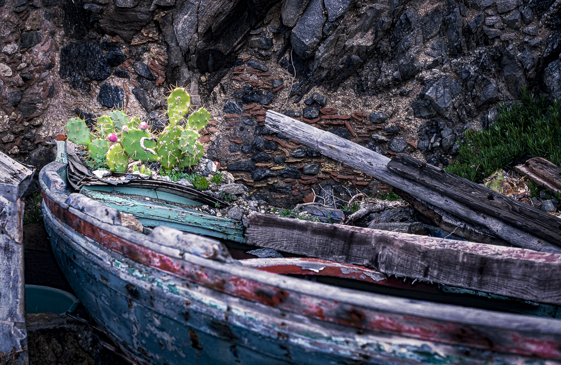 Hochwertiger Scan eines 40 Jahre alten analogen Fotos aus Sizilien: Ein Kaktus wächst in einem verrottenden Ruderboot